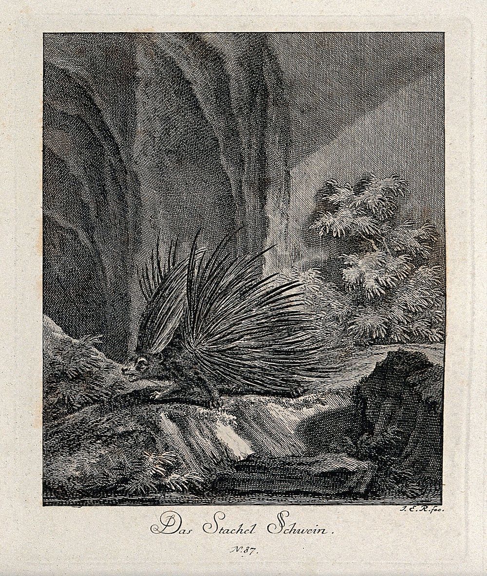 A porcupine walking in a rocky landscape. Etching by J. E. Ridinger.