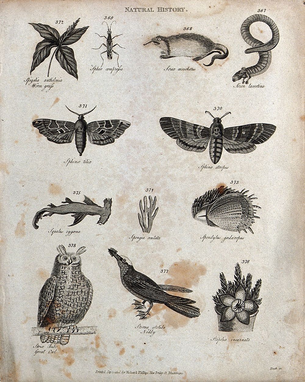 Above, an insect, a musk rat, a siren (eel-shaped taile amphibian), and two hawk moths; below, a shark, a sponge, a…