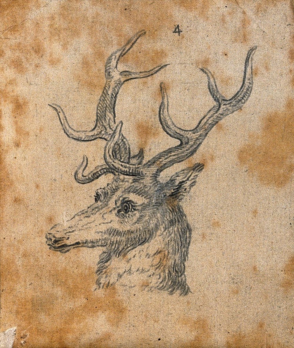 Head of a stag. Drawing, c. 1789.