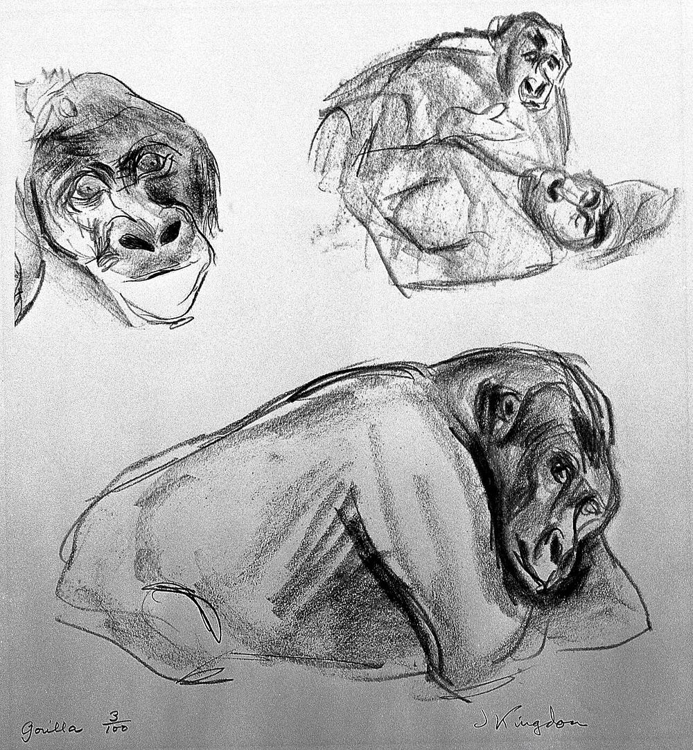 A gorilla. Lithograph by Jonathan Kingdon.