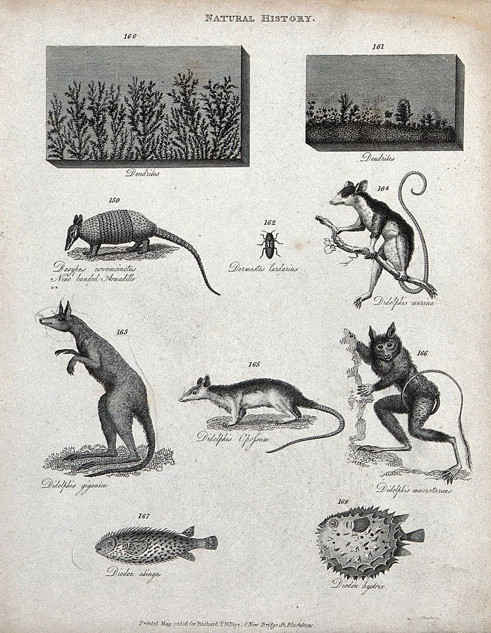 Above, two dendrites with treelike and mosslike markings, a nine banded armadillo, a beetle, four marsupials and two…