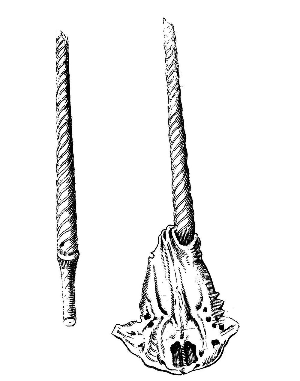 Schadelskeleton mit einem Narvalhn Horn from De unicornu