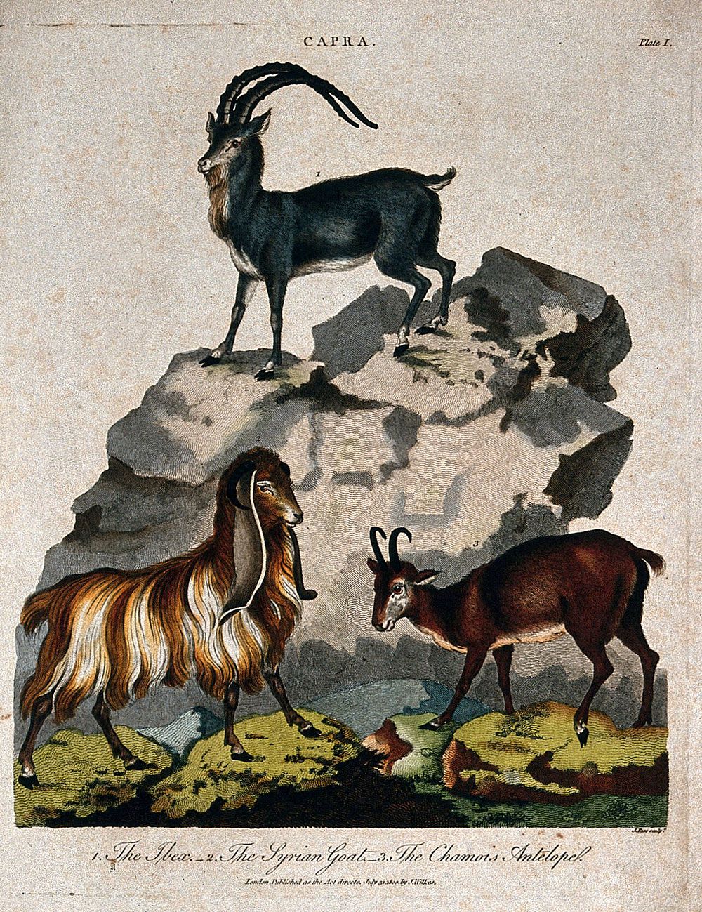 An ibex, a Syrian goat and a chamois antelope. Coloured etching by J. Pass, 31 July 1800.