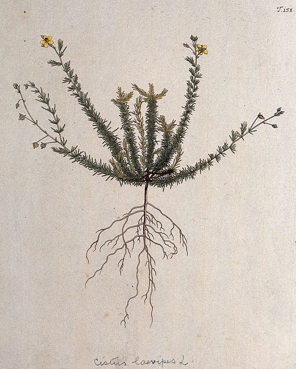 Rockrose (Helianthemum laevipes): entire flowering and fruiting plant. Coloured engraving after F. von Scheidl, 1772.