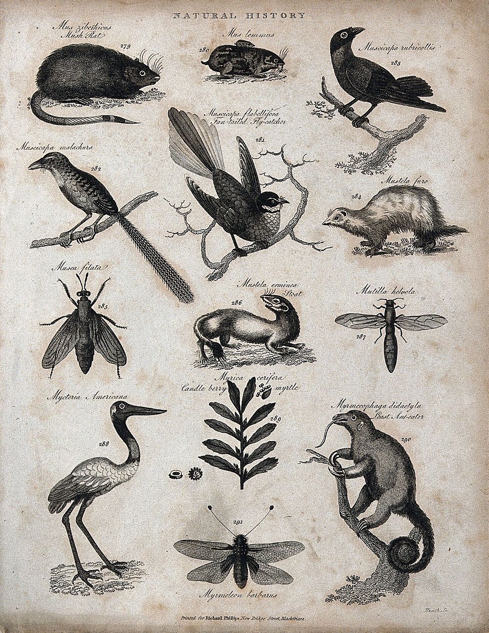 Above, a musk rat, a lemming, three birds and a weasel (mustela); below, three insects, a stoat, a bird, a sprig and fruits…