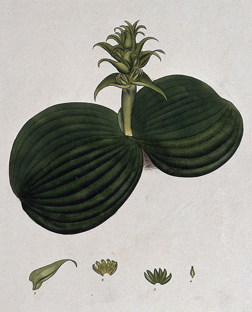 A plant (Whiteheadia latifolia): flowering stem and floral segments. Coloured engraving, c. 1804, after H. Andrews.