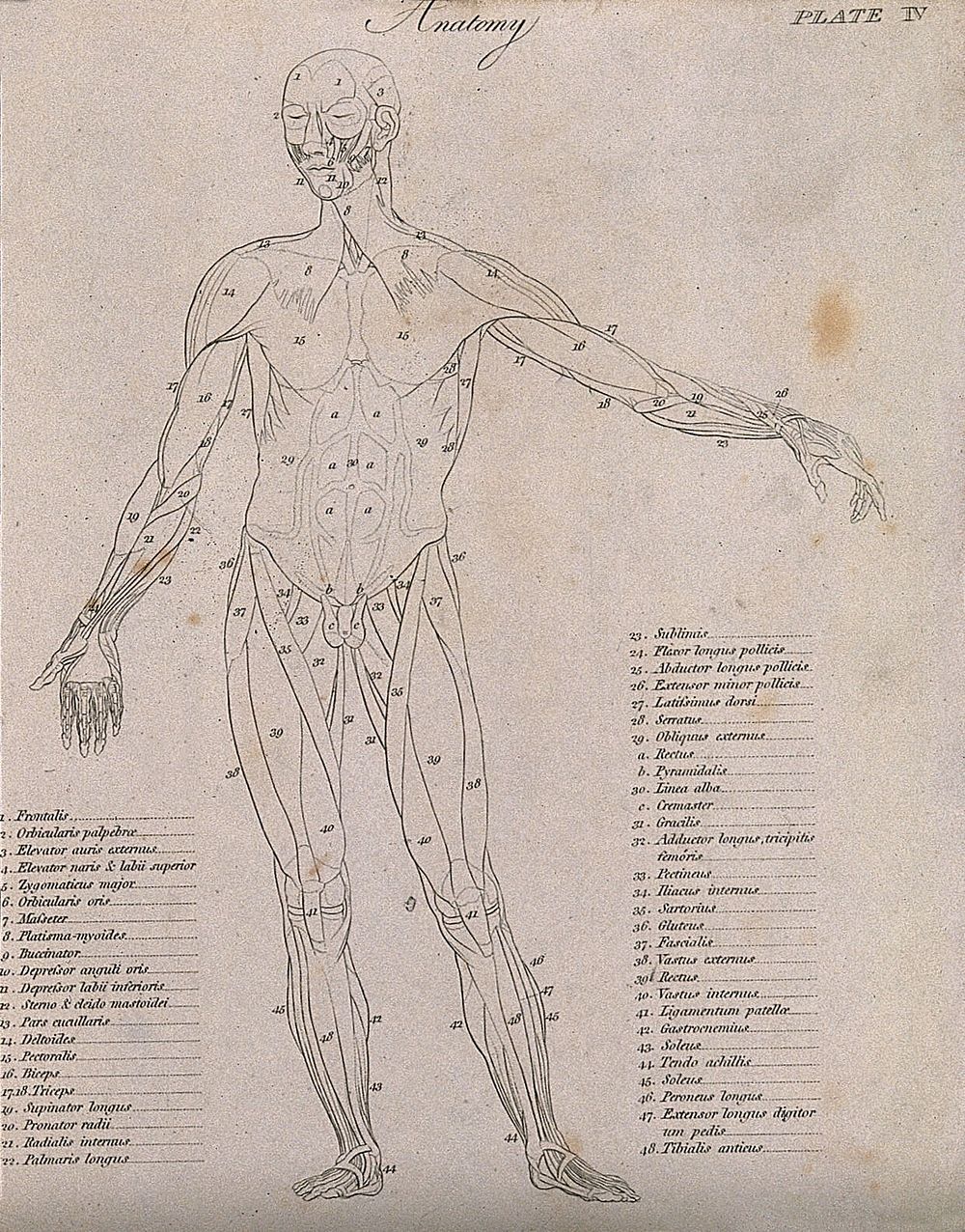 An écorché, seen from the front: diagram showing the outlines of the muscles. Line engraving by Campbell, 1816/1821.