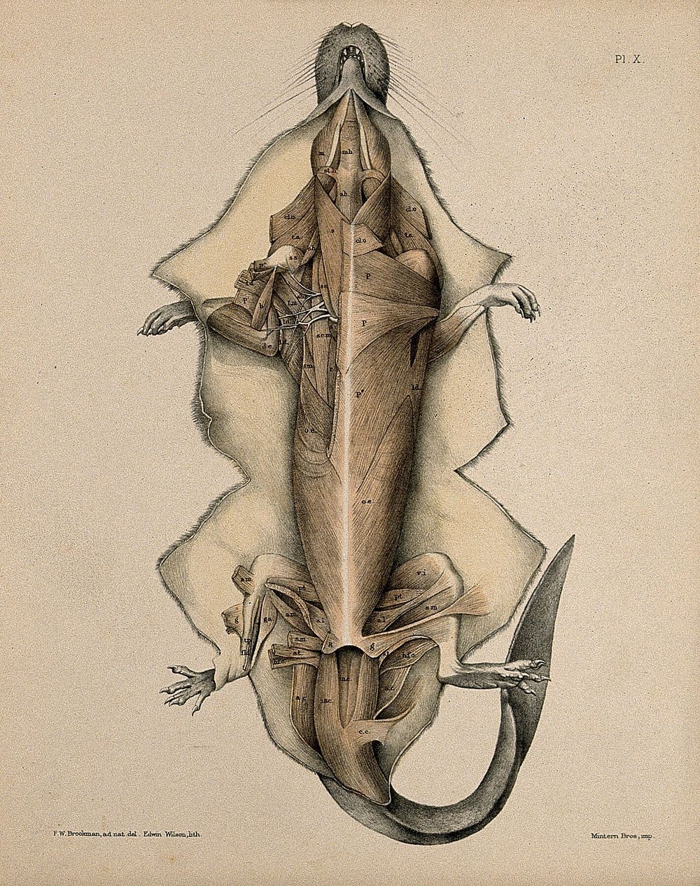 Dissection of a mole: view of the underside of the animal, showing the musculature. Lithograph by E. Wilson after F.W.…