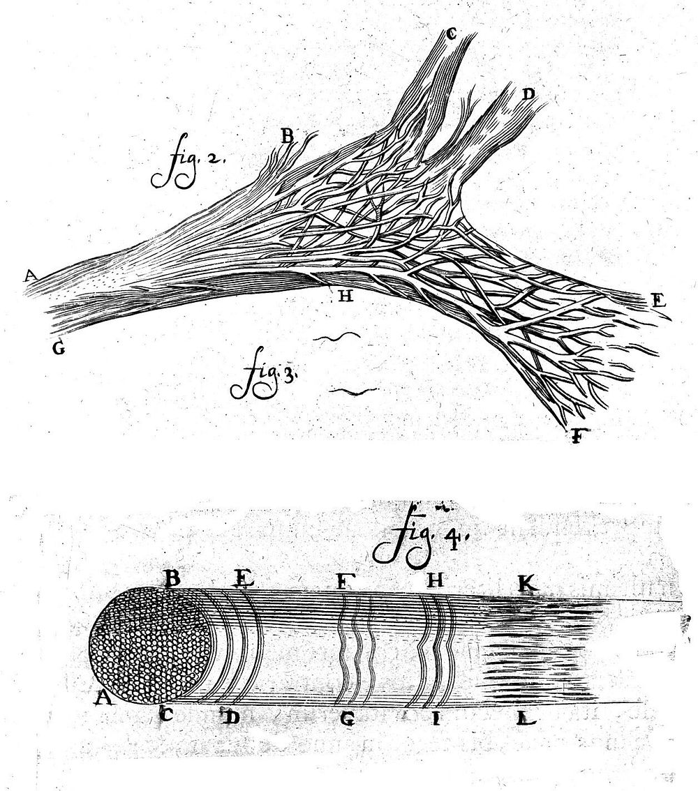 Arcana naturae, ope & beneficio exquistissimorum microscopiorum detecta / [Antoni van Leeuwenhoek].