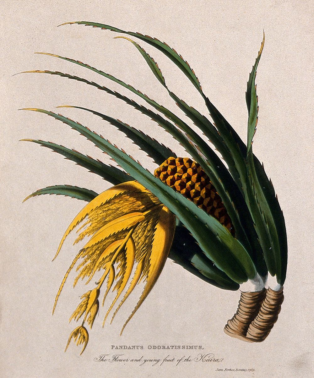 Ketaki (Pandanus tectorius Sol. ex Parkinson): flower and young fruit. Coloured aquatint after J. Forbes, 1769.