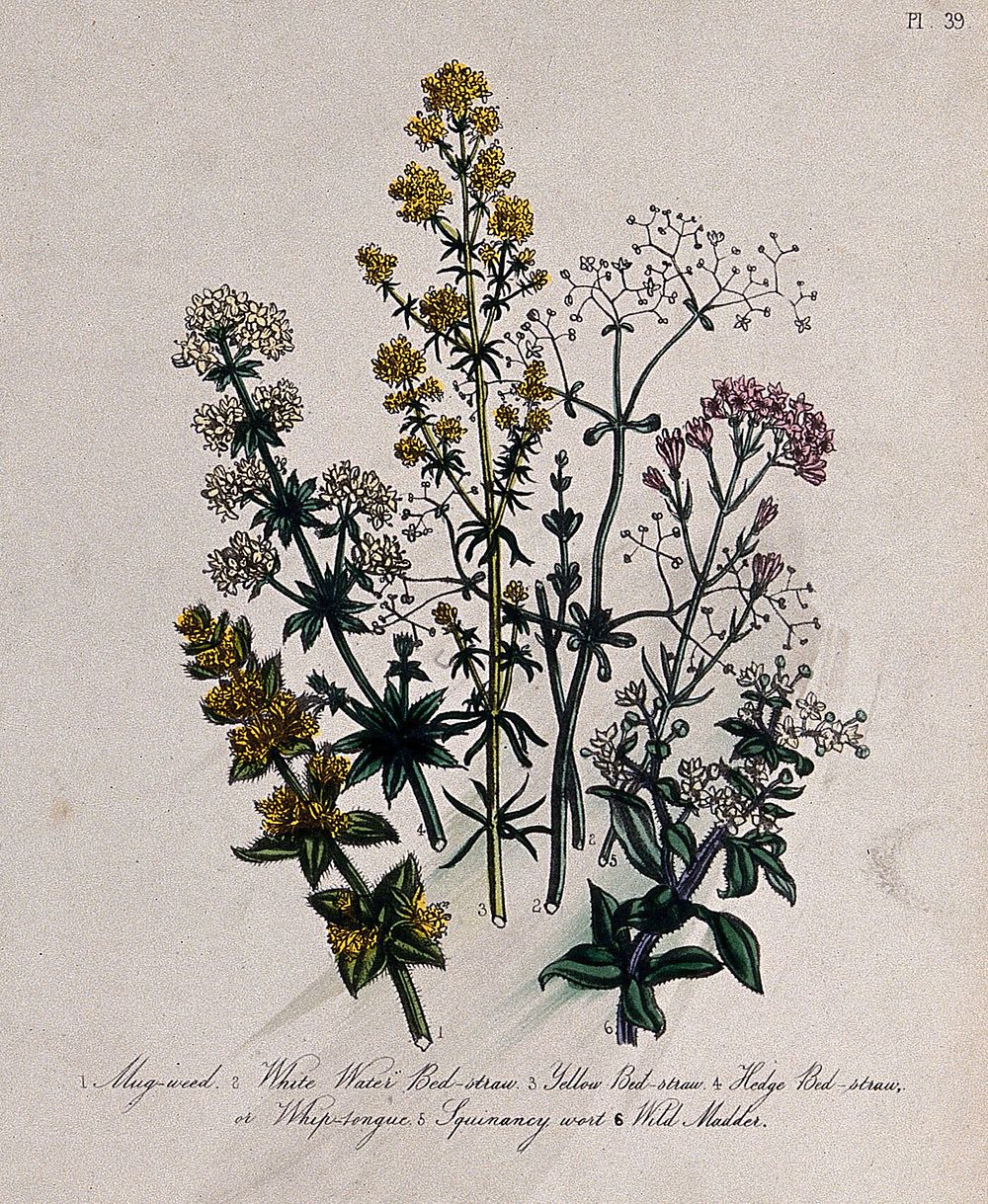 Six British wild flowers, four types of bedstraw (Galium species), squinancywort (Asperula cynanchica) and levant (Rubia…