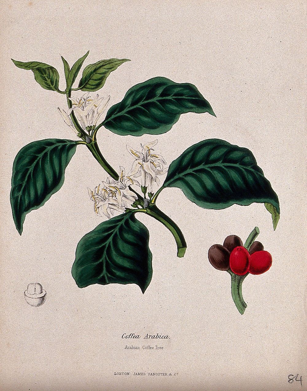 Arabian coffee tree (Coffea arabica): flowering stem, fruit and seed. Coloured zincograph, c. 1853, after M. Burnett.