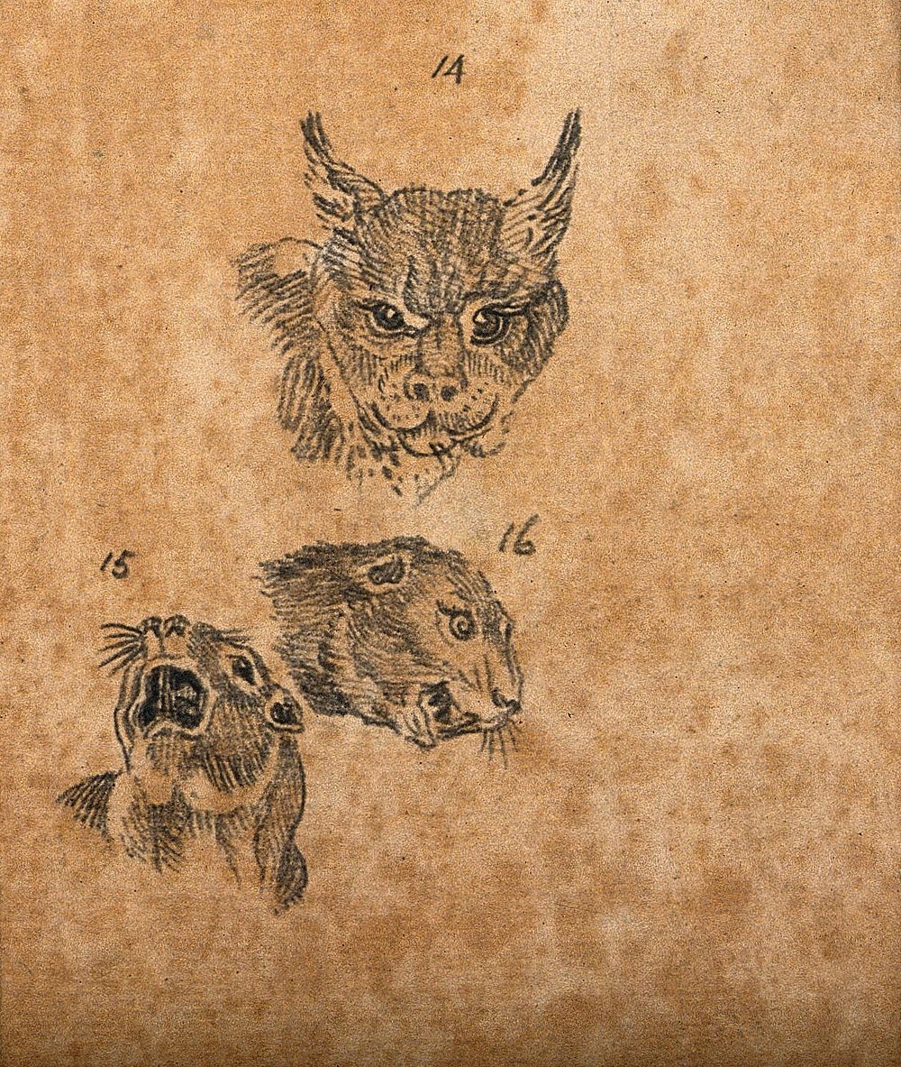 Head of a lynx and two figures of the head of a beaver. Drawing, c. 1789.