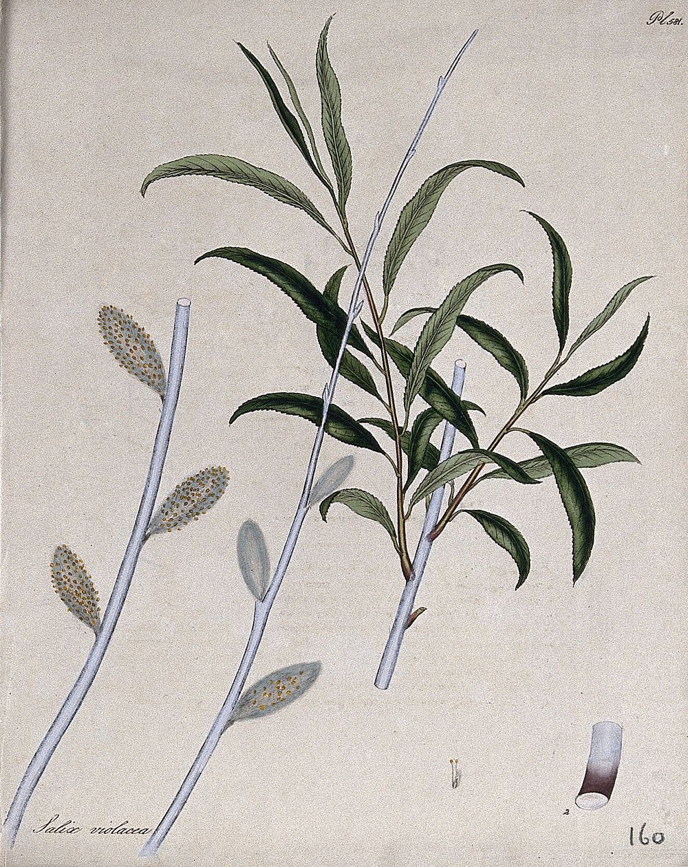 A willow (Salix violacea): leafy and flowering branches with floral segments. Coloured engraving, c. 1804, after H. Andrews.