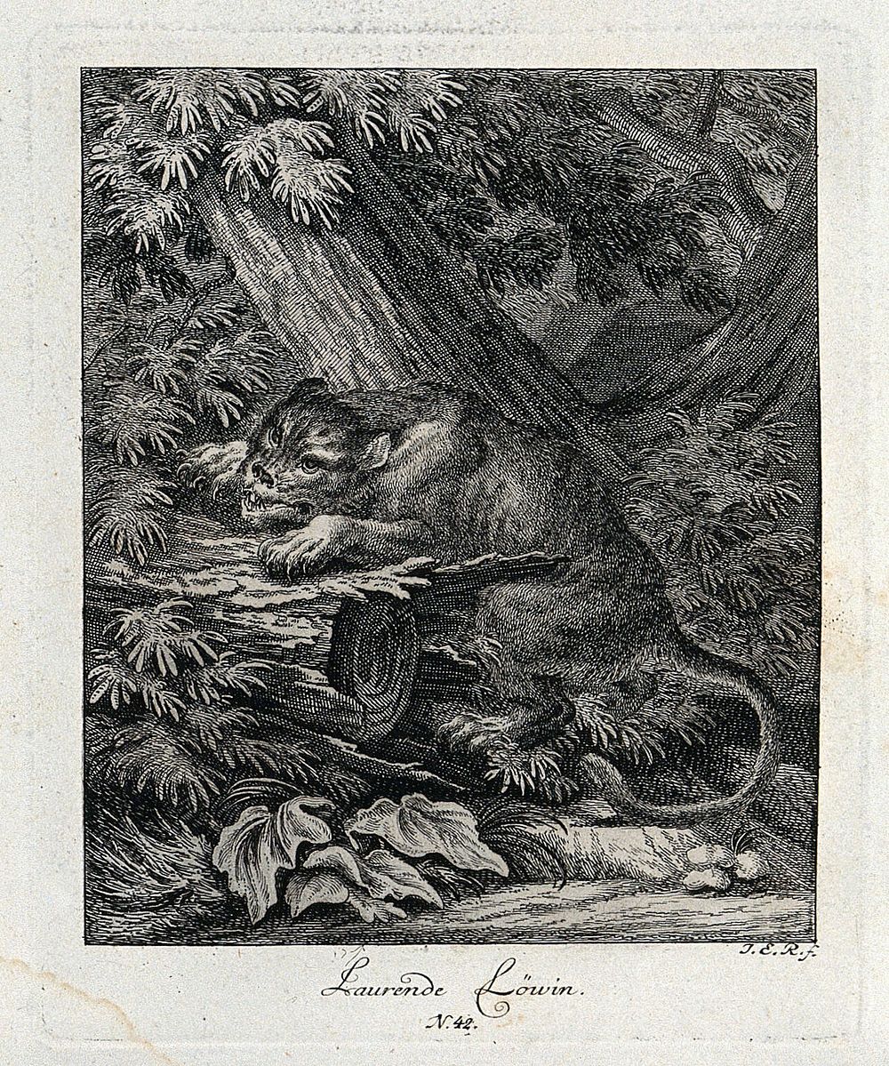 A lioness lying in wait for prey in a forest. Etching by J. E. Ridinger.