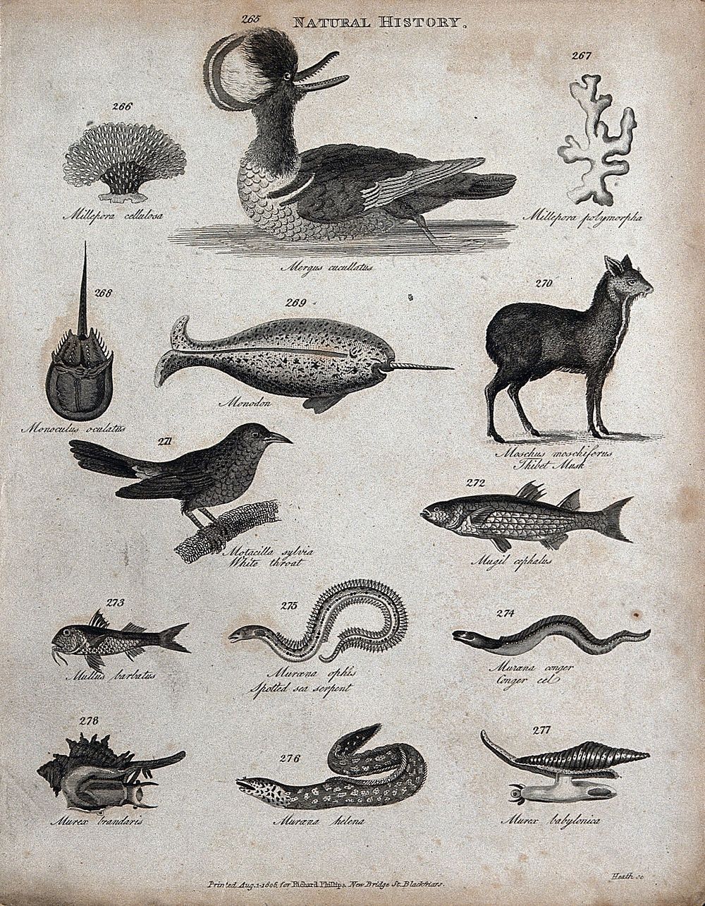 Above, two reef building corals (millepora), a diving bird, a narwhal (monodon), a mollusc and a musk deer; below, a small…