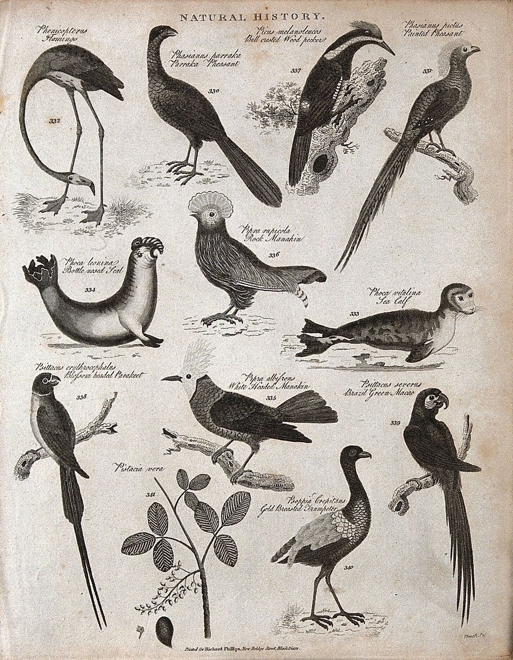 Above, a flamingo, two pheasants, a seal, a rock manakin, and a sea calf; below, a parakeet, a manakin, a macao, a trumpeter…