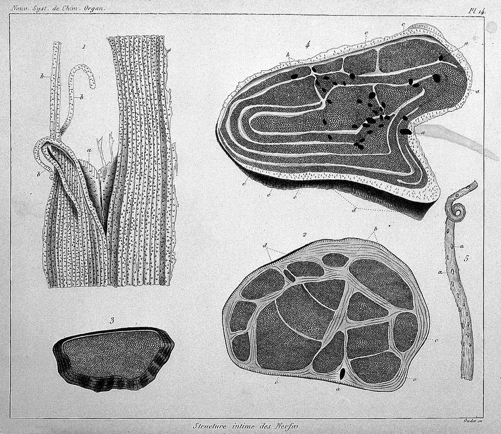 Cross-sections of nerves