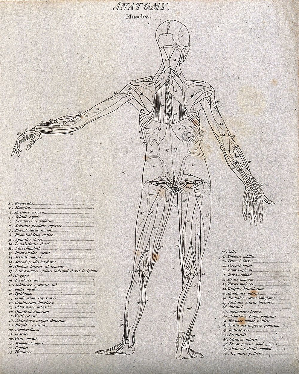 An écorché showing bones, with left arm extended to the side, seen from the back: diagram showing the outlines of the…