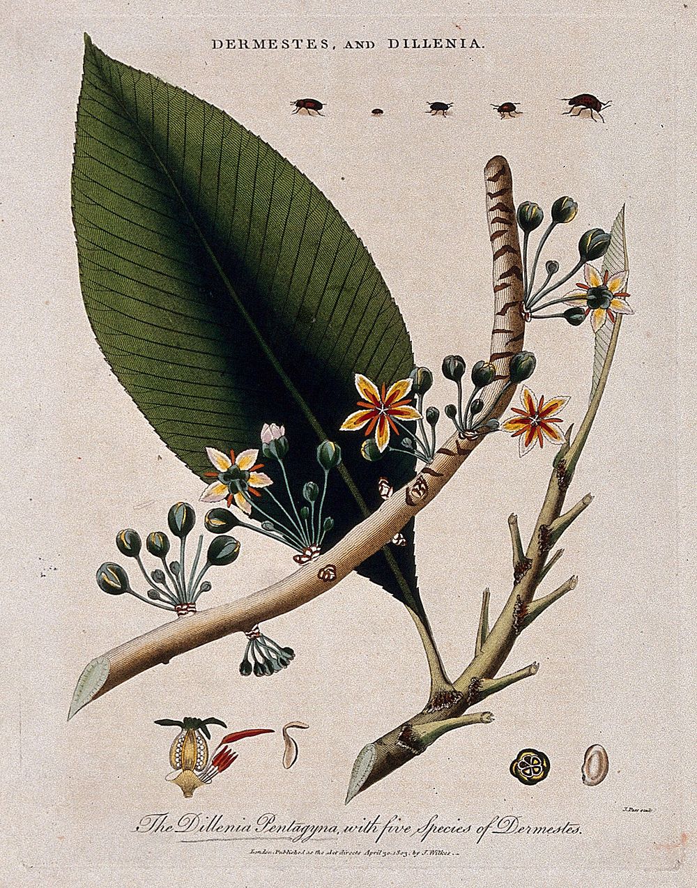 Flowers, stem and leaf of a tropical plant (Dillenia pentagyna) and five skin beetles (Dermestes species). Coloured etching…