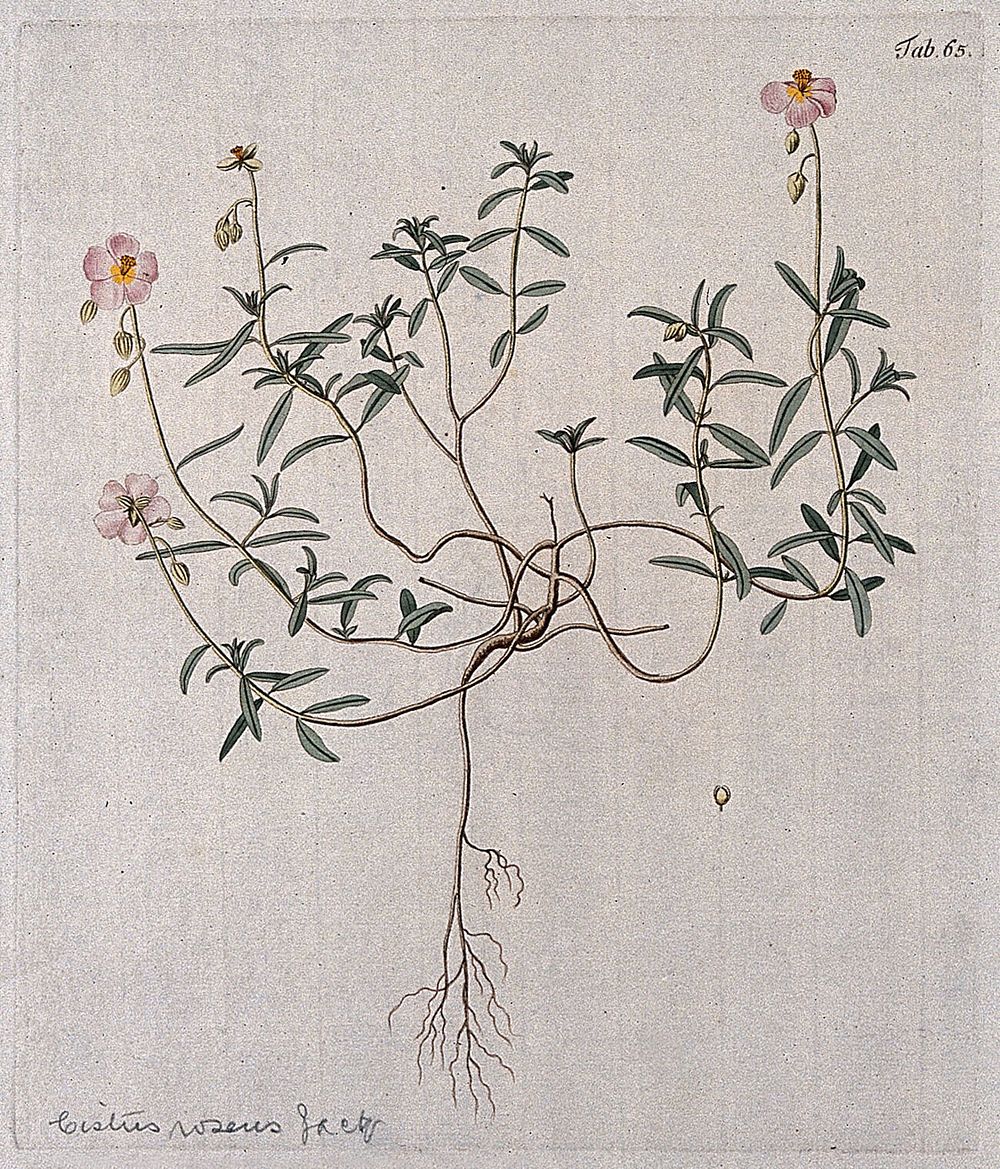 Rockrose (Cistus roseus Jacq.): entire flowering plant with separate fruit. Coloured engraving after F. von Scheidl, 1776.