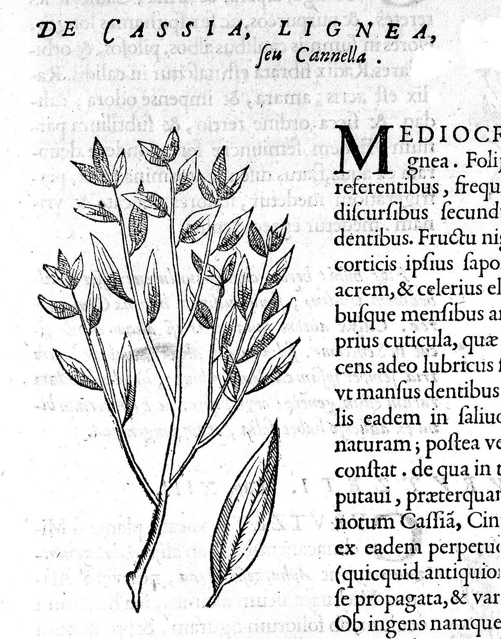 Rerum medicarum Novae Hispaniae thesaurus, seu, plantarum, animalium, mineralium Mexicanorum historia / ex Francisci…