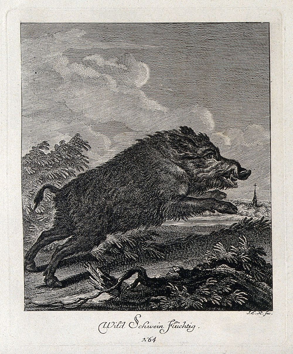 A wild boar running. Etching by J. E. Ridinger.