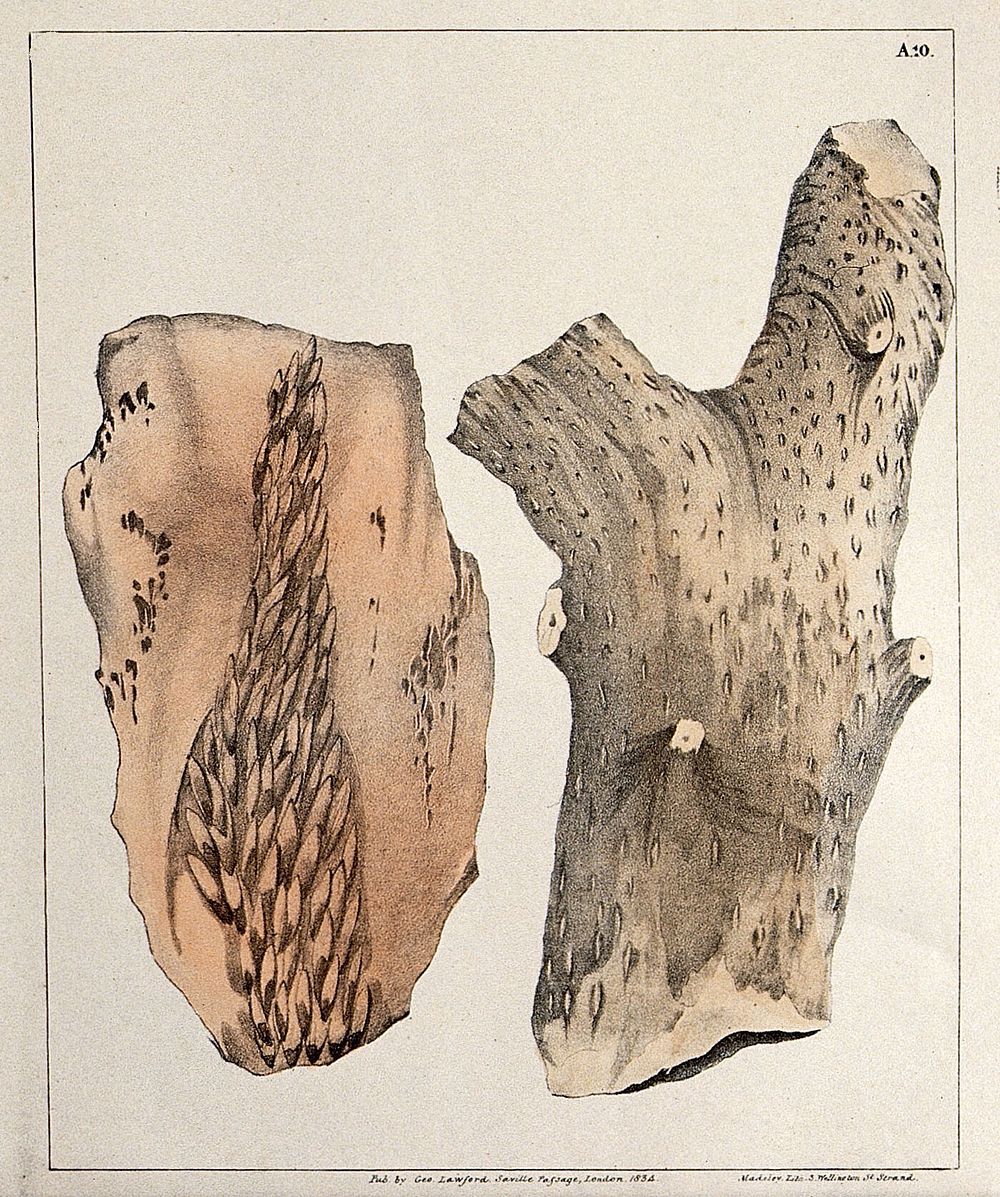 Various fossilised organic remains on four stones. Coloured lithograph.