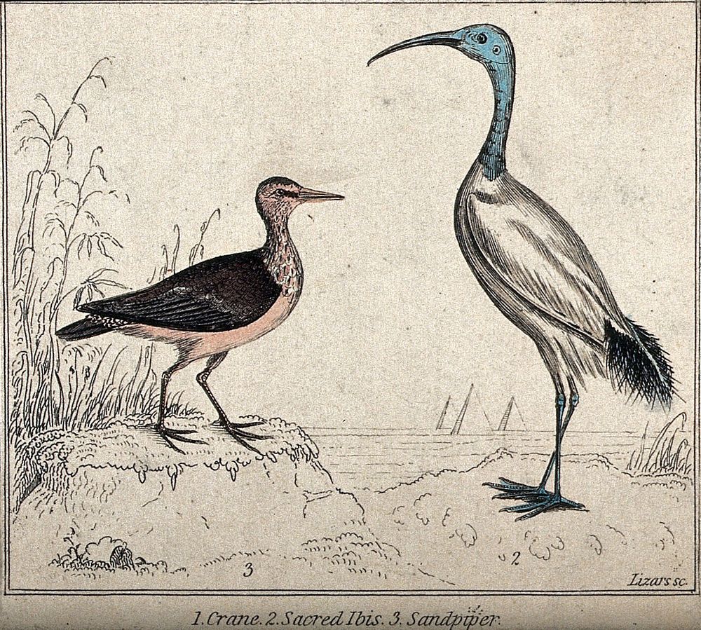 An ibis and a sandpiper standing on a dune near the sea. Coloured etching by W. H. Lizars.