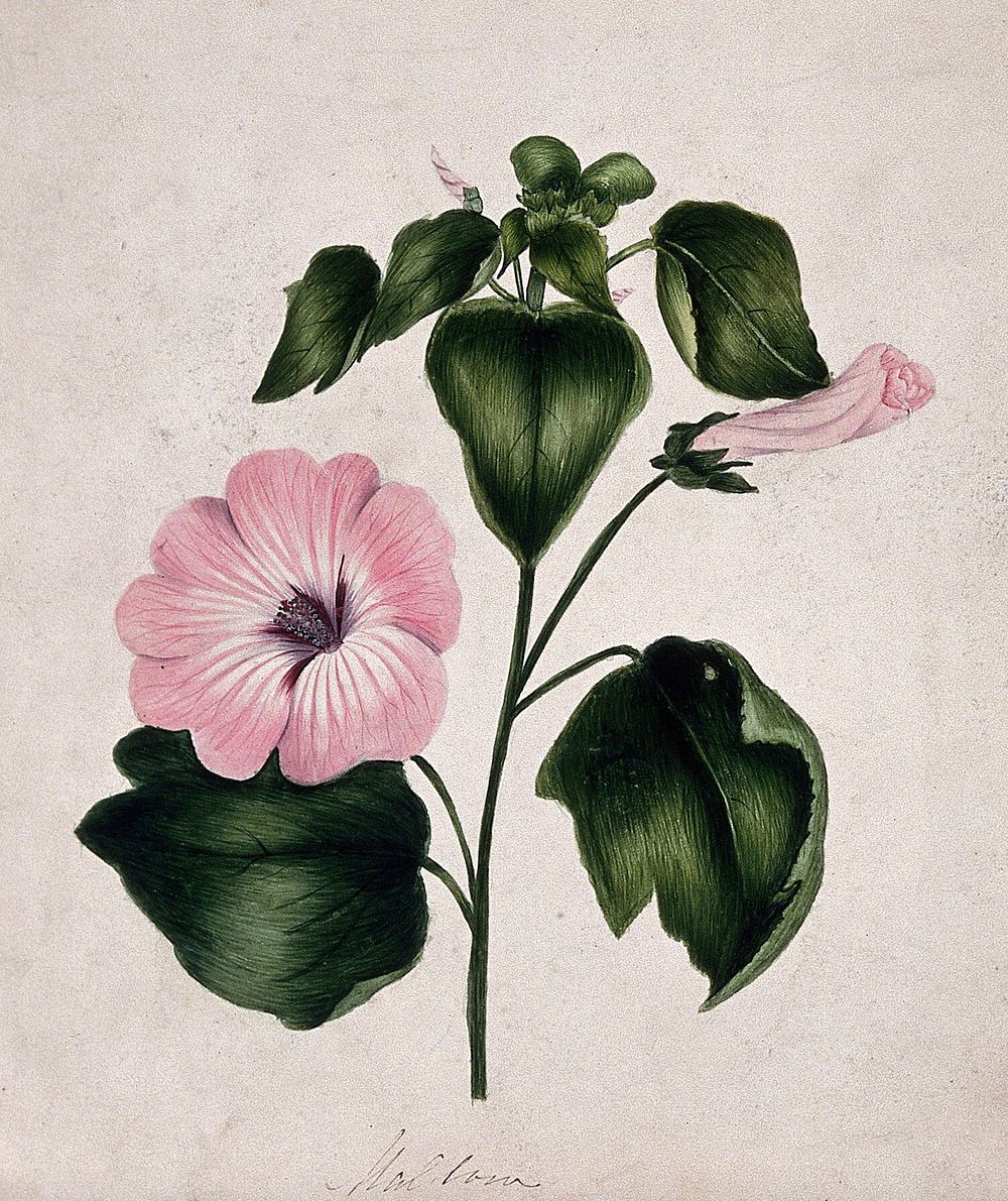 Mallow (Malva species): flowering stem. Watercolour.
