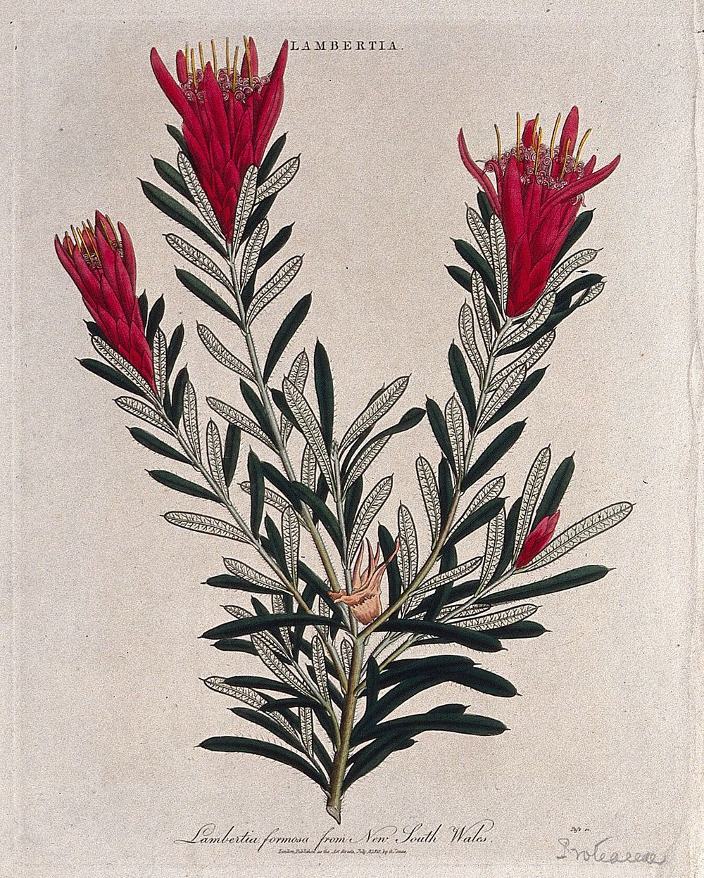 A plant (Lambertia formosa): flowering stem. Coloured etching by J. Pass, c. 1813.