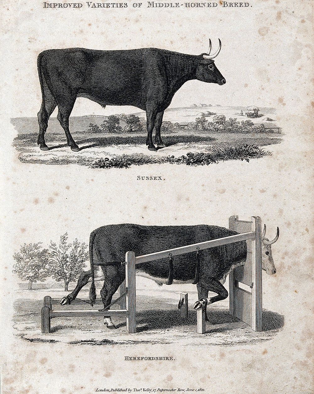 Two middle-horned breeds of cow, the Sussex and Herefordshire. Etching, ca 1822.
