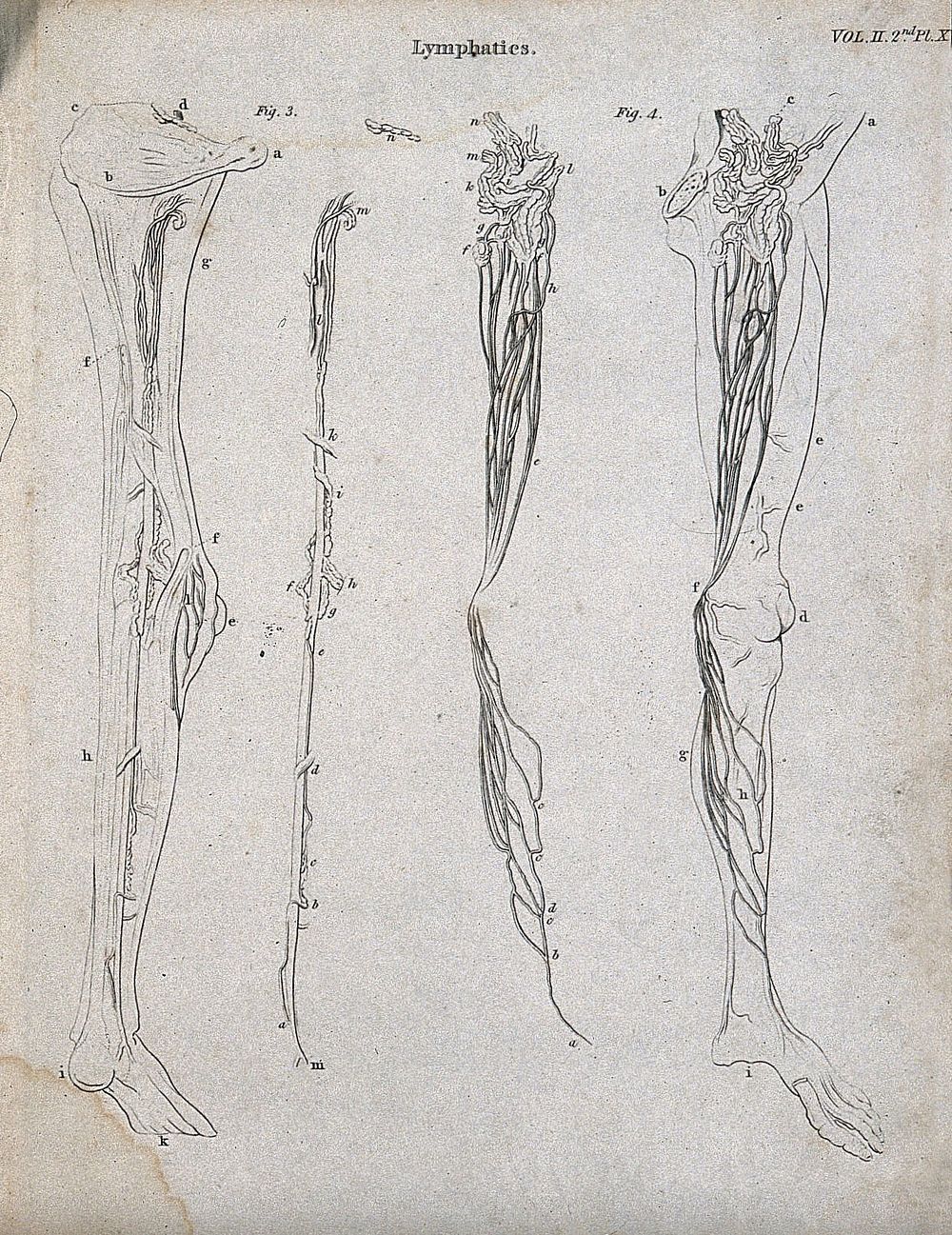 Lymphatics: Four figures showing the lymphatic system in the leg. Line engravings by Campbell, some after W. Hewson…