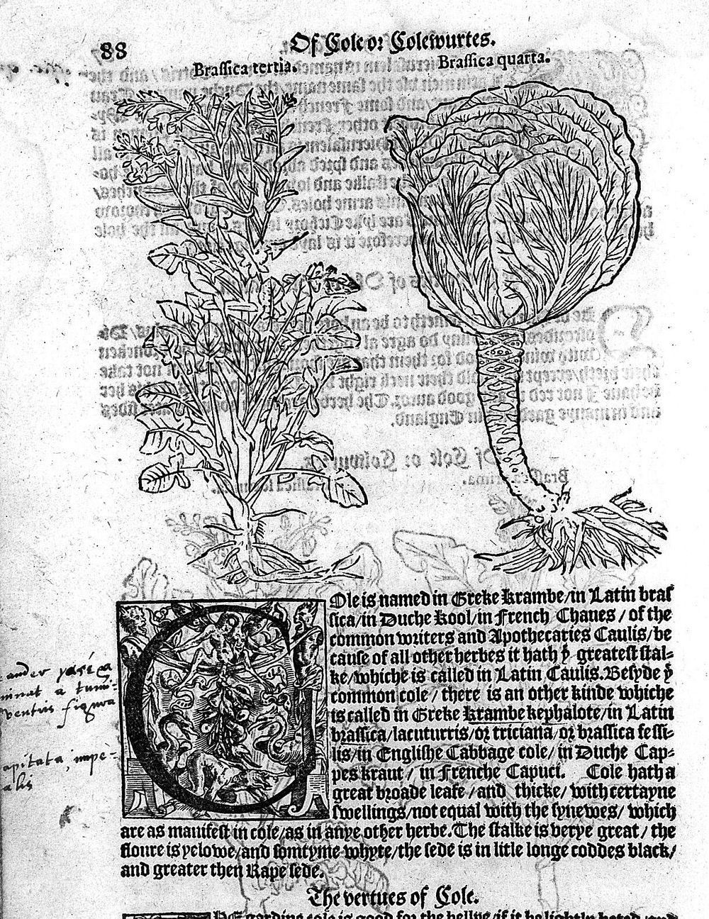 The first and seconde partes of the Herbal ... / lately oversene, corrected, and enlarged. With the thirde parte ... Here…