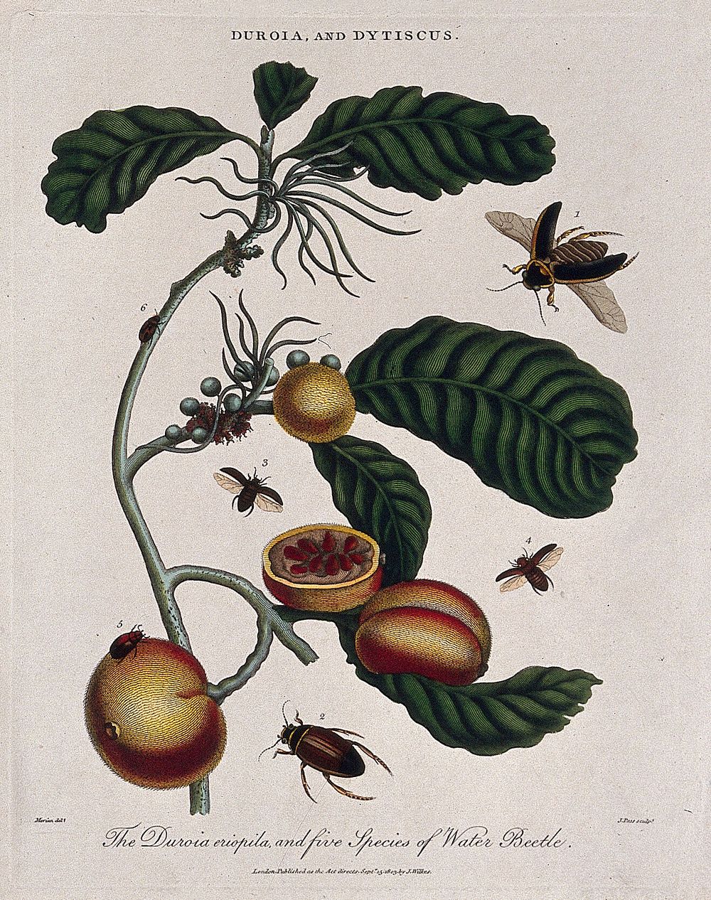 A fruiting tropical plant (Duroia eriophila) and five water beetles (Dytiscus species). Coloured etching by J. Pass, c.…