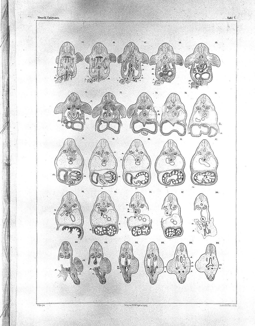 Anatomie menschlicher Embryonen / von Wilhelm His.