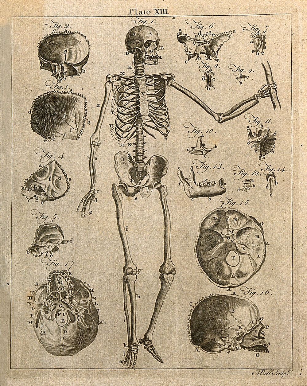 Skeleton, front view, with bones of the skull: seventeen figures. Line engraving by A. Bell, 1771/1783.
