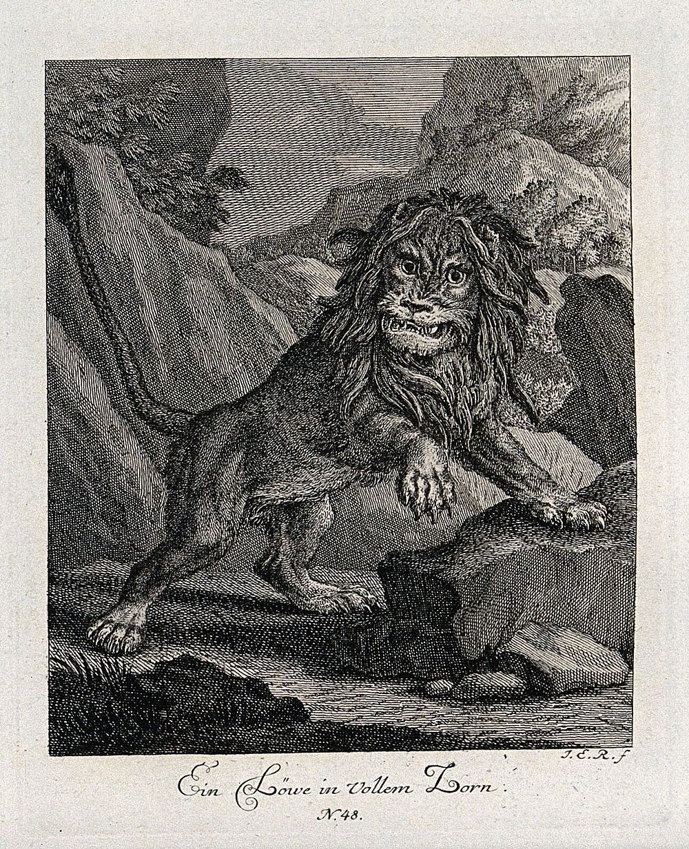 An enraged lion is roaring and leaning with its front paws on a rock. Etching by J. E. Ridinger.