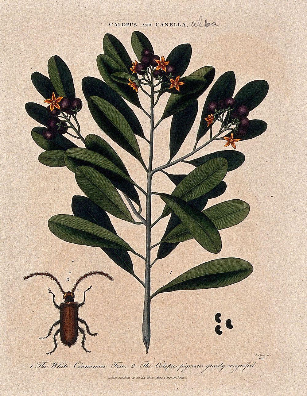 Bahama whitewood tree (Canella winterana): flowering and fruiting branch and beetle. Coloured etching by J. Pass, c. 1808…
