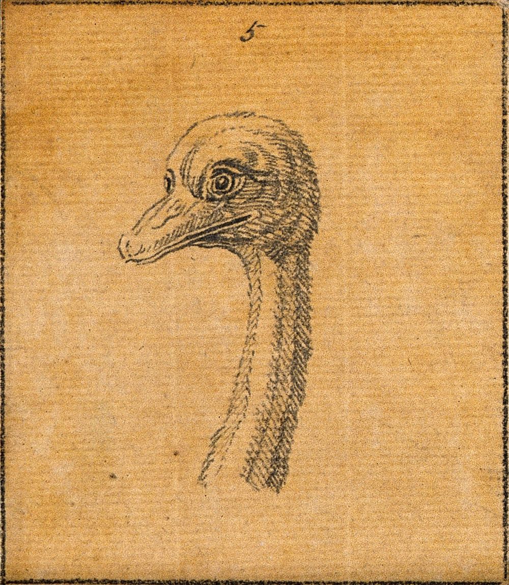 The head of an ostrich. Drawing, c. 1789.