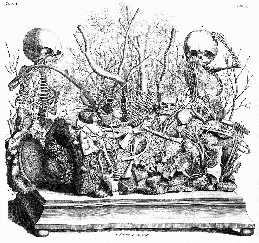 Thesaurus anatomicus primus [-decimus] ... Het eerste [-tiende] anatomisch cabinet / [Frederik Ruysch].