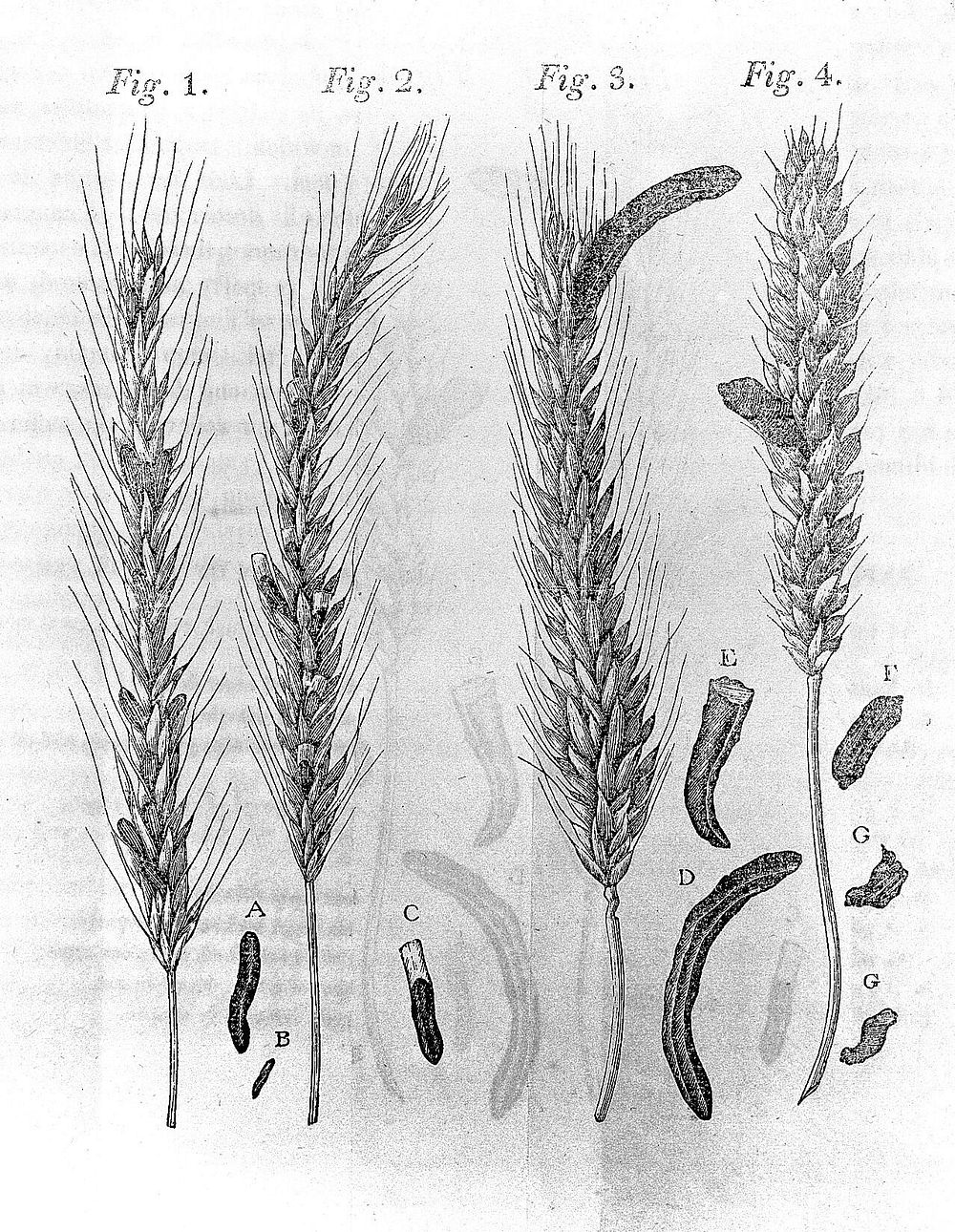 A dissertation on the natural history and medicinal effects of the secale cornutum, or ergot / By Oliver Prescott. Read at…