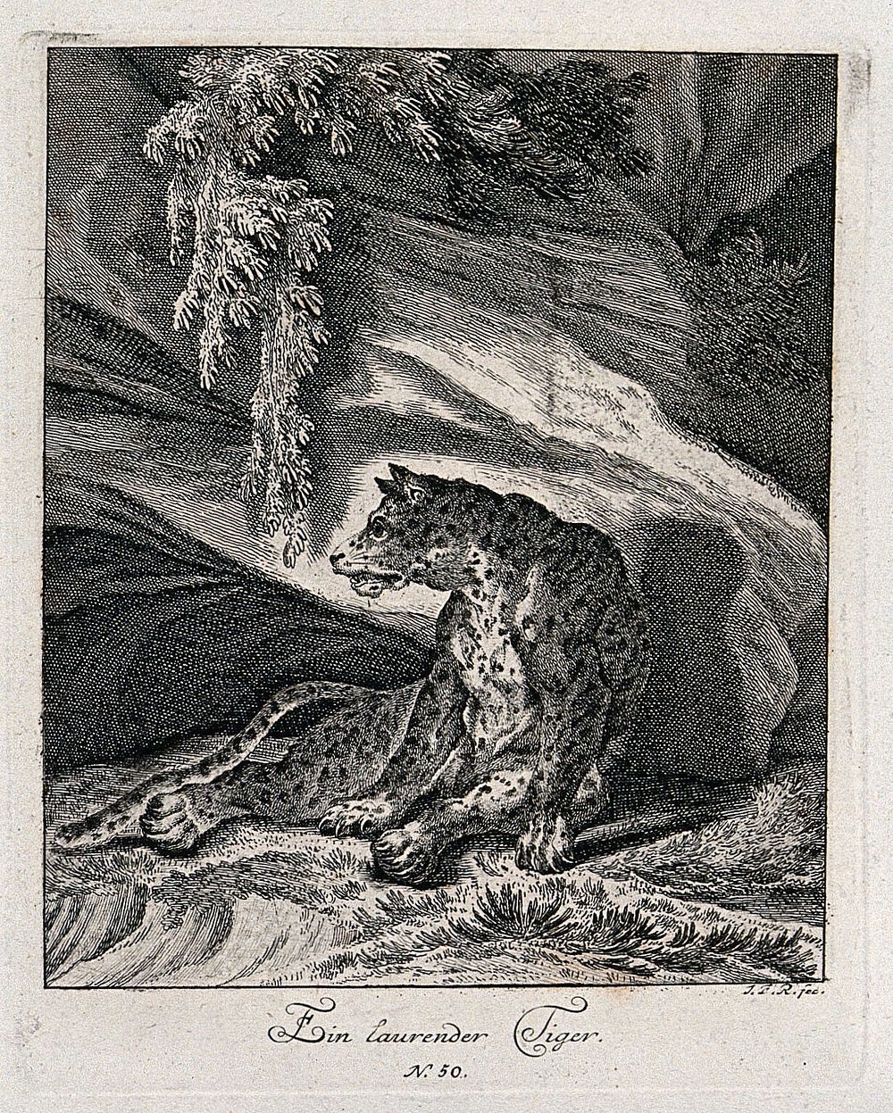 A tiger lying in wait for prey in a rocky landscape. Etching by J. E. Ridinger.