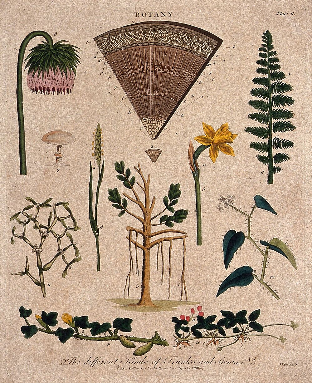 Ten different forms of plant stem and two anatomical sections. Coloured etching by J. Pass, c. 1799.