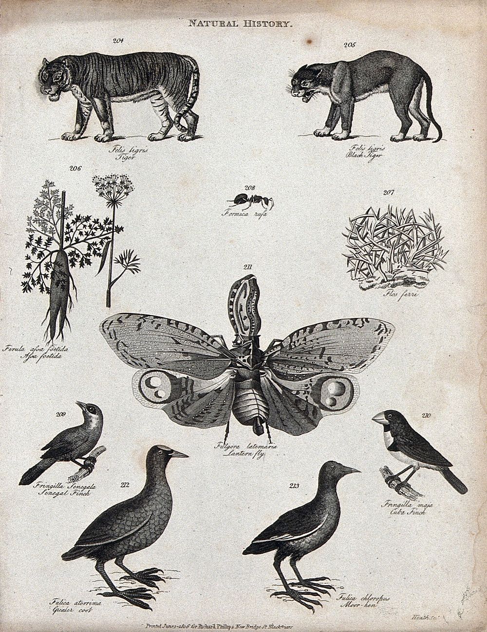 Above, two tigers, a fennel stalk and flower, an ant, and a plant; below, a lantern fly, two finches, a coot and a moor-hen.…
