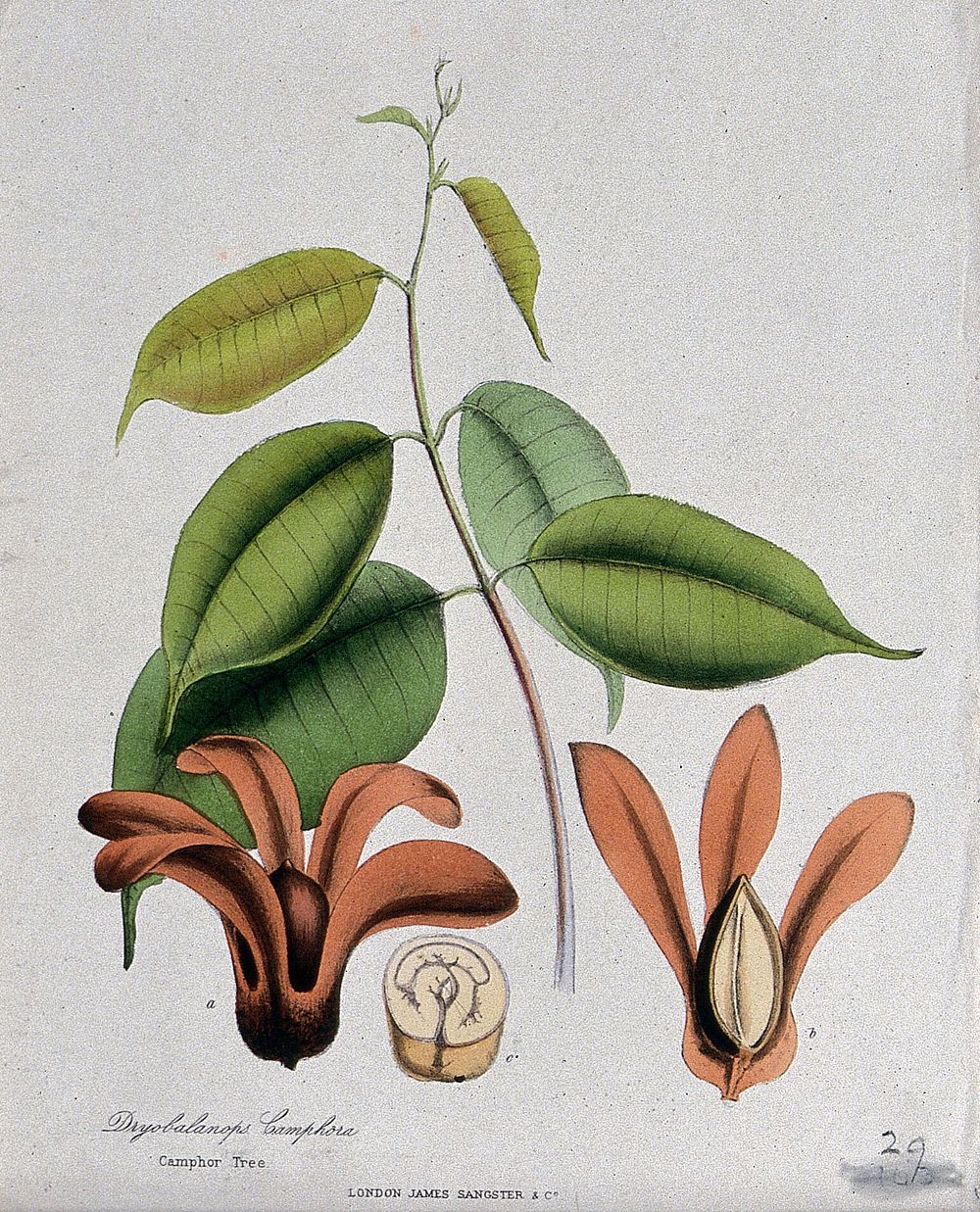Borneo camphor tree (Dryobalanops aromatica): flowers, leafy stem and sectioned seed. Coloured zincograph, c. 1853, after M.…