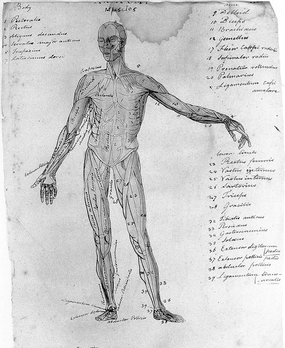 Sketches of anatomy