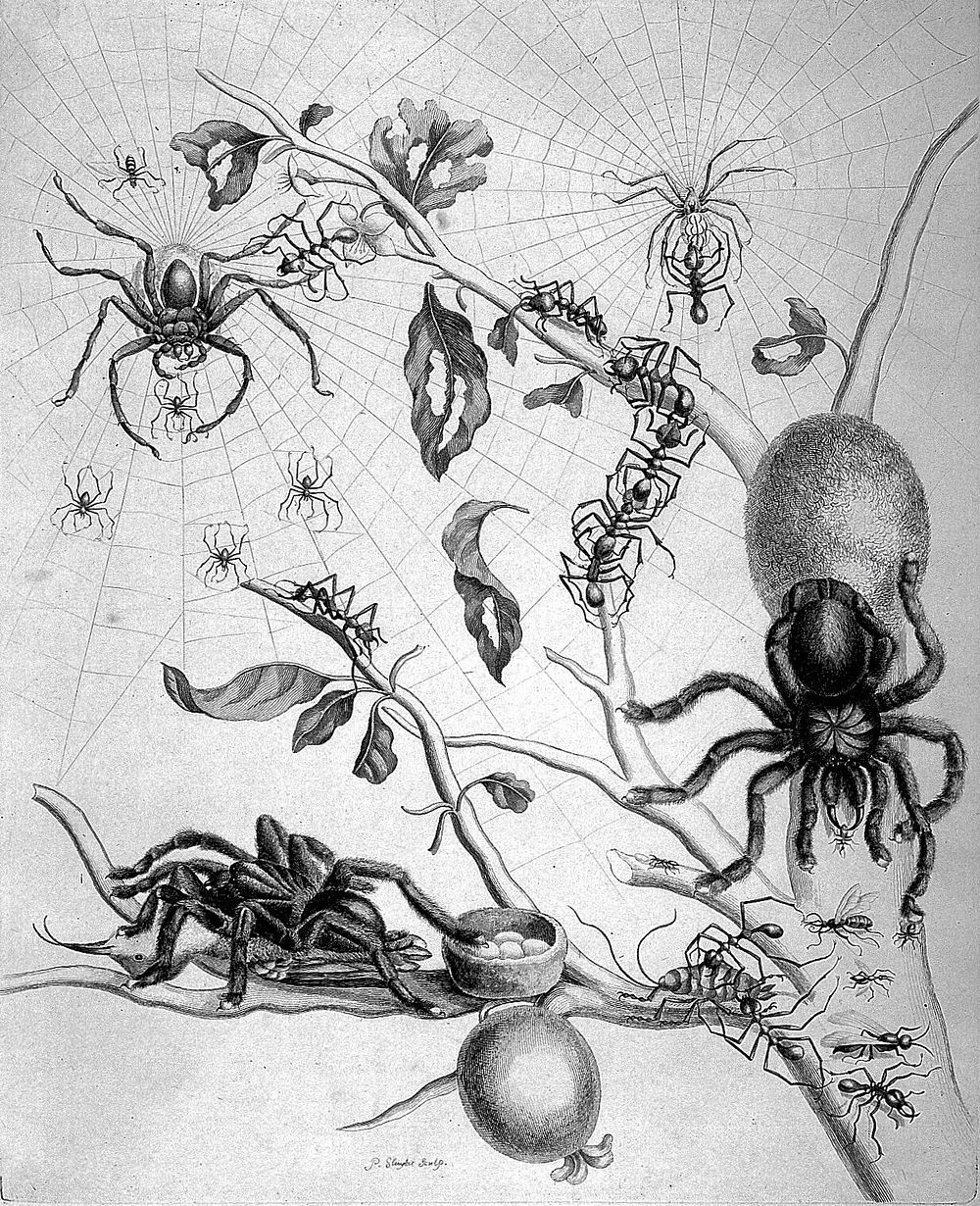 Dissertatio de generatione et metamorphosibus insectorum Surinamensium: in qua, praeter vermes et erucas Surinamenses…