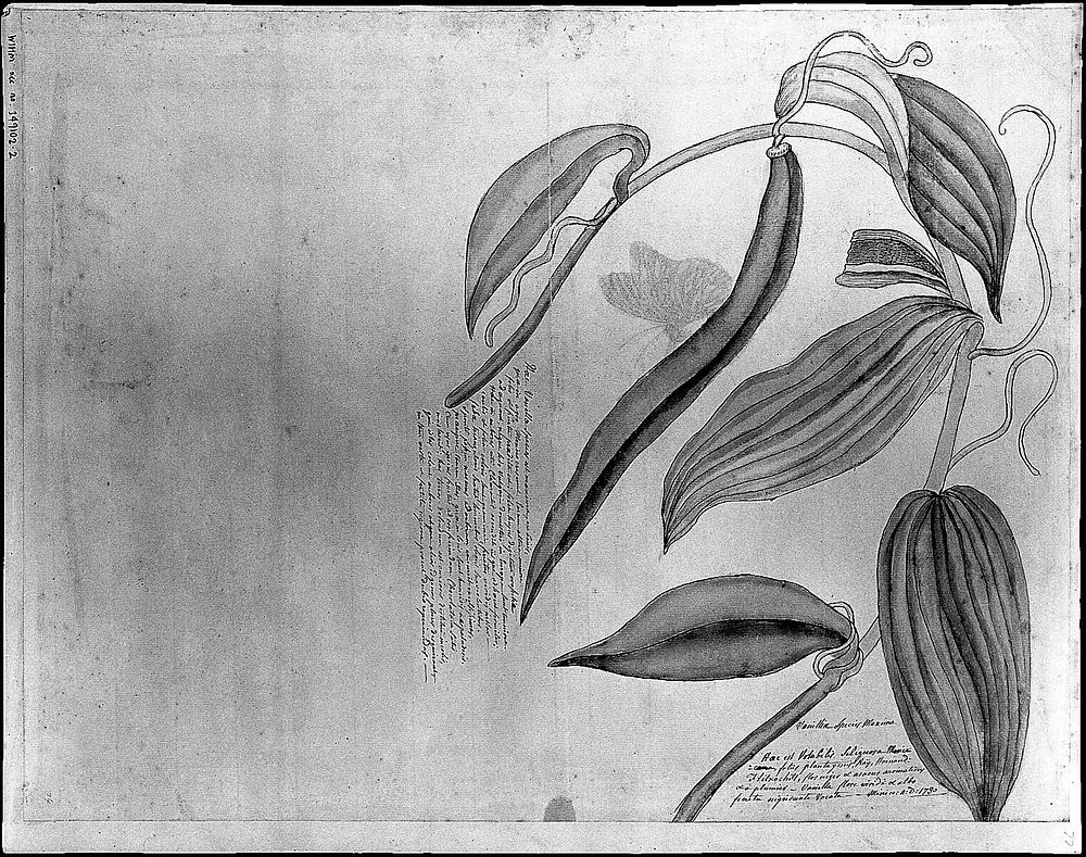 Leaves and fruit of a kind of Mexican vanilla. Drawing by Thomas Malie, 1730.