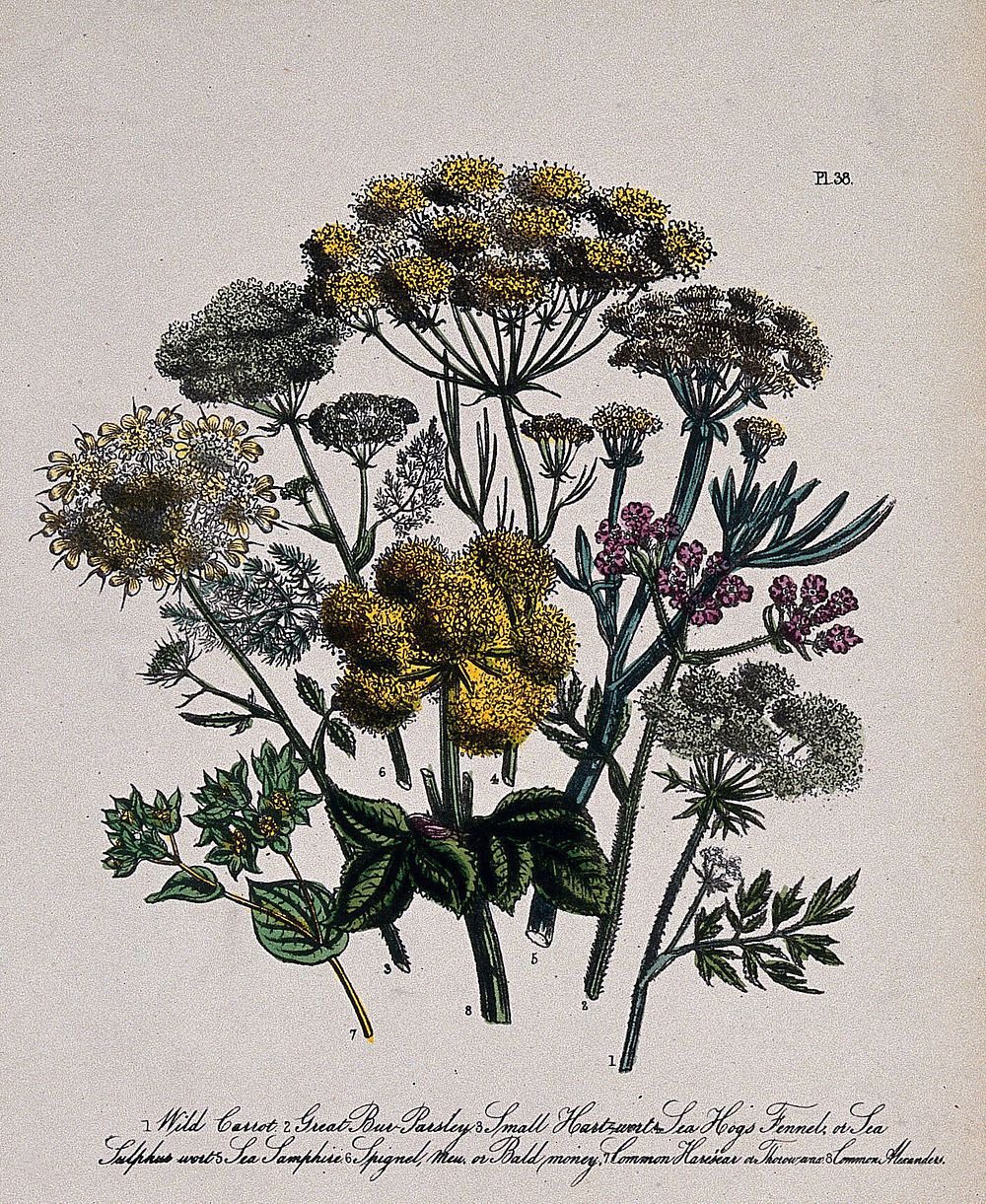 Eight British wild flowers, including wild carrot (Daucus carota), bur parsley (Caucalis) and hog's fennel (Peucedanum…